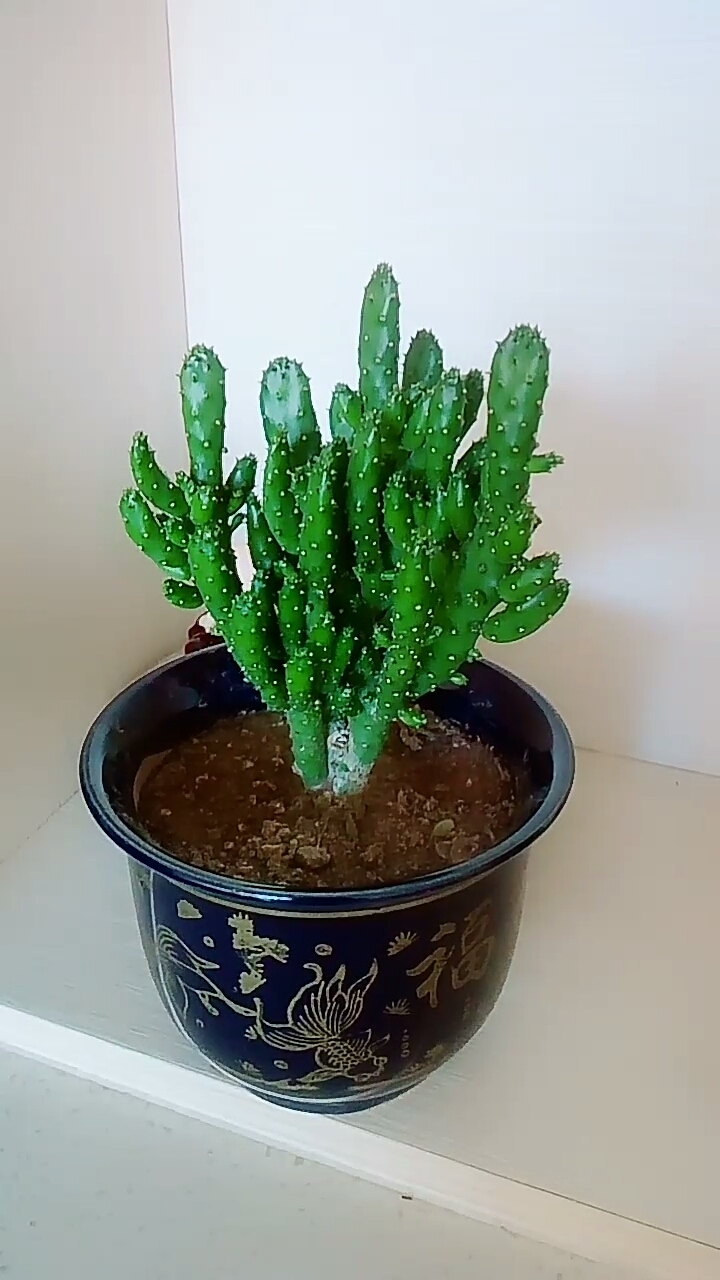 越来越喜欢姬珊瑚了