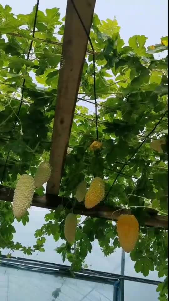 苹果苦瓜苦味淡,果肉脆爽,生吃热炒做汤都好吃,您也种一些吧