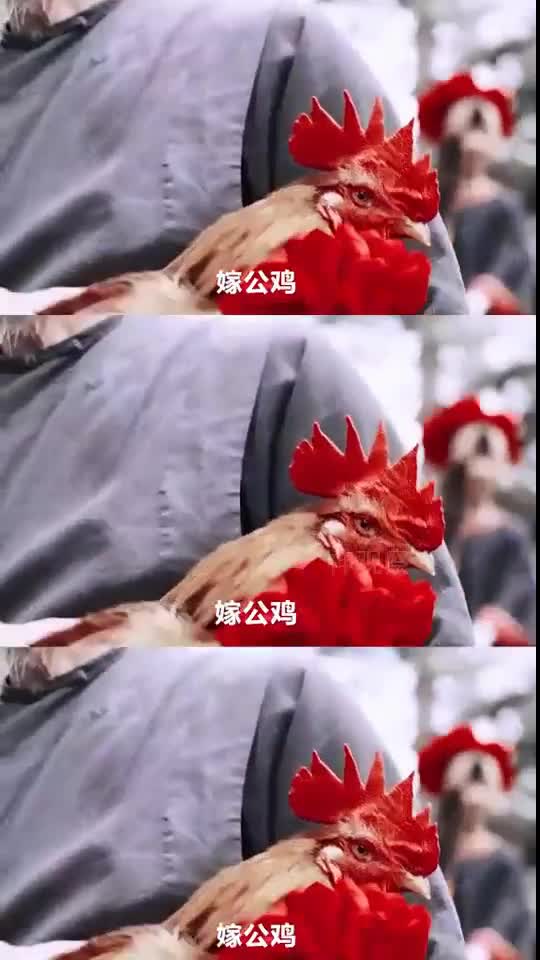 终于知道,鲁迅先生为什么能在那个时代写出狂人日记了