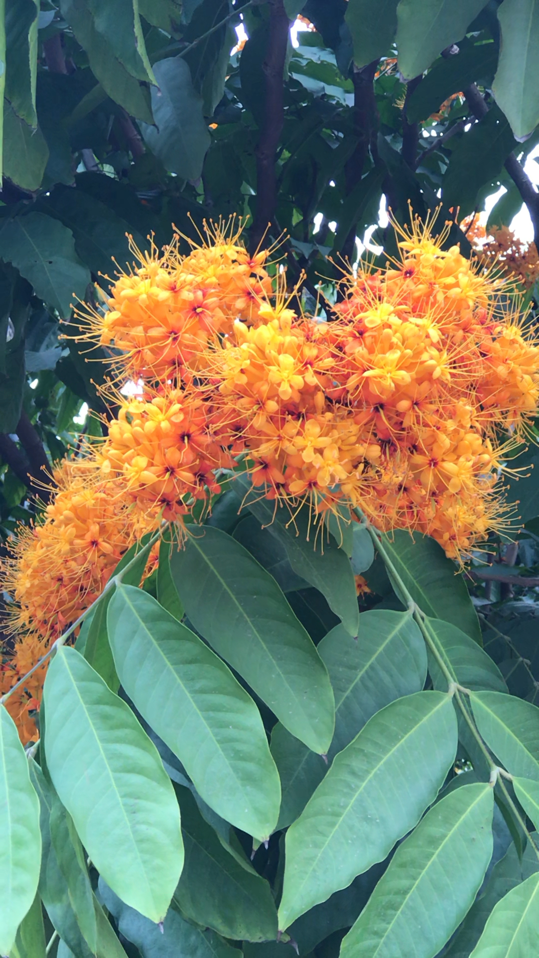 无忧树开无忧花