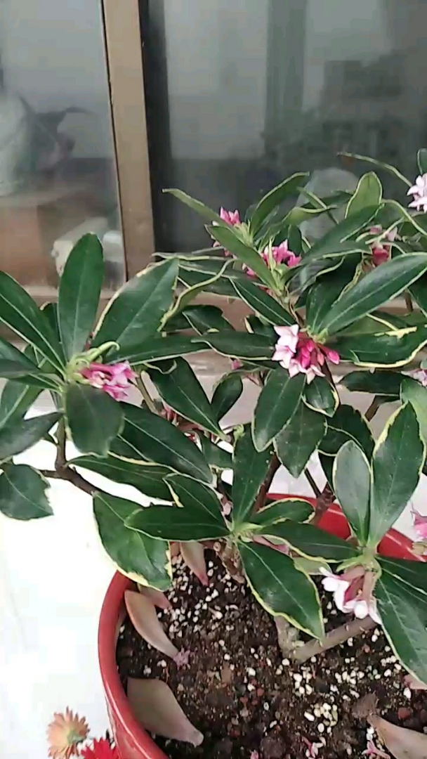 金边瑞香不愧是天下第一香