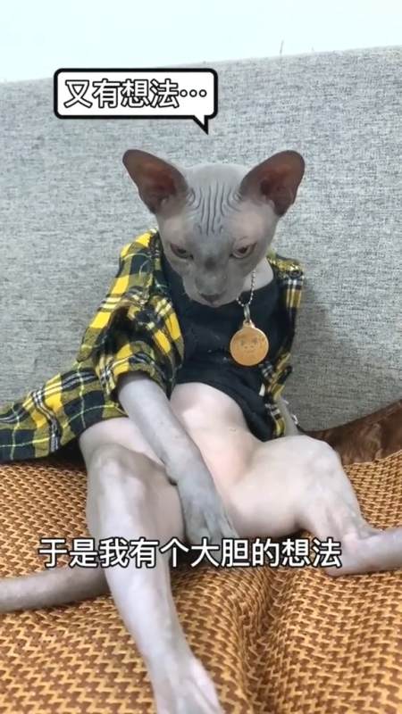 无毛猫#是不是女孩子都喜欢超a的布鲁斯呀?