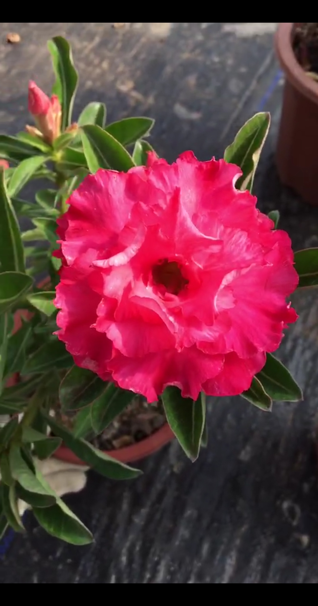 沙玫新花色-山茶花(*▽*)78#沙漠玫瑰#绿植#花卉#赏花#养花-度小视