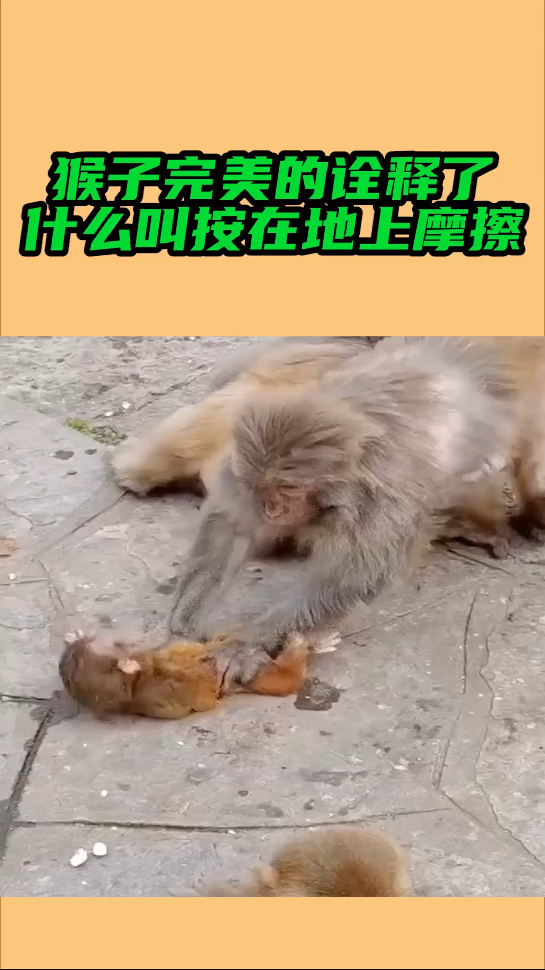 我要上热门#猴子完美的诠释了什么叫按在地上摩擦