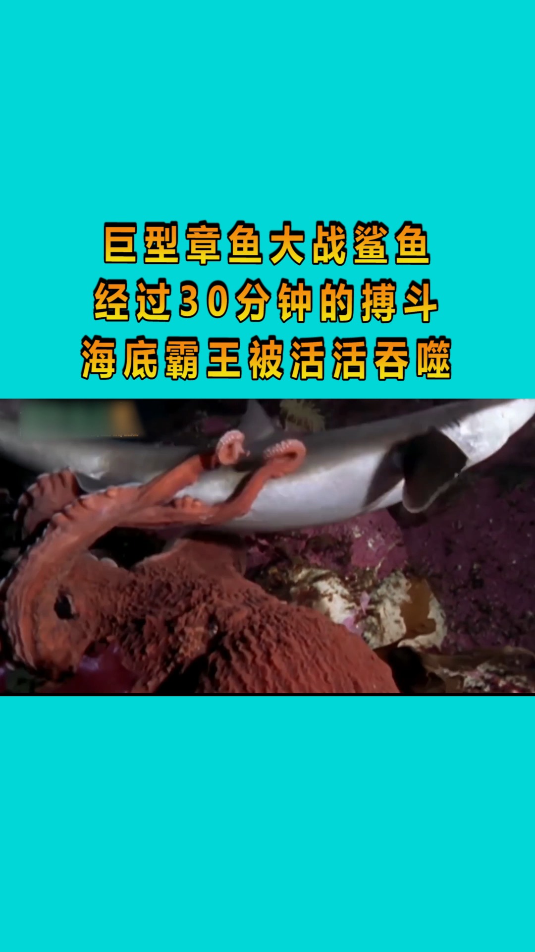 巨型章鱼大战鲨鱼,经过30分钟的搏斗,海底霸王被活活吞噬!
