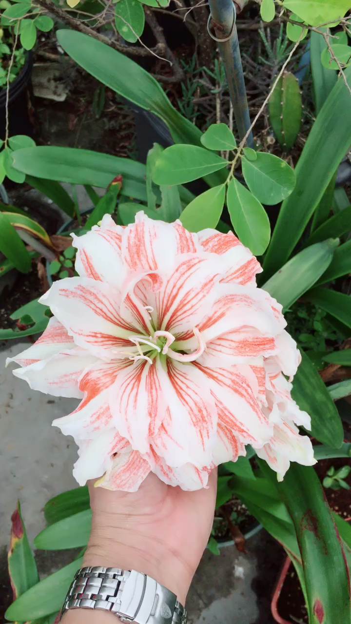 朱顶红:舞后,圣诞快乐,异域之星