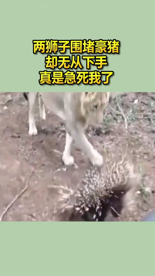 两狮子围堵豪猪,却无从下手,真是急死我了