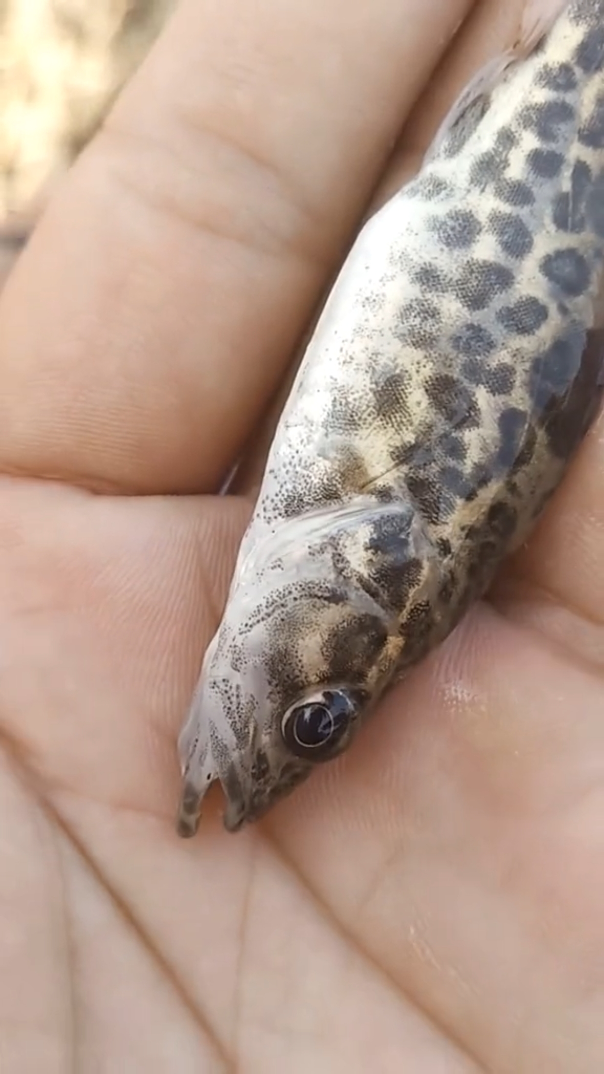 挑战全网最小鳜鱼,不服来辩!