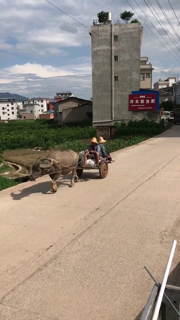 水牛拉车