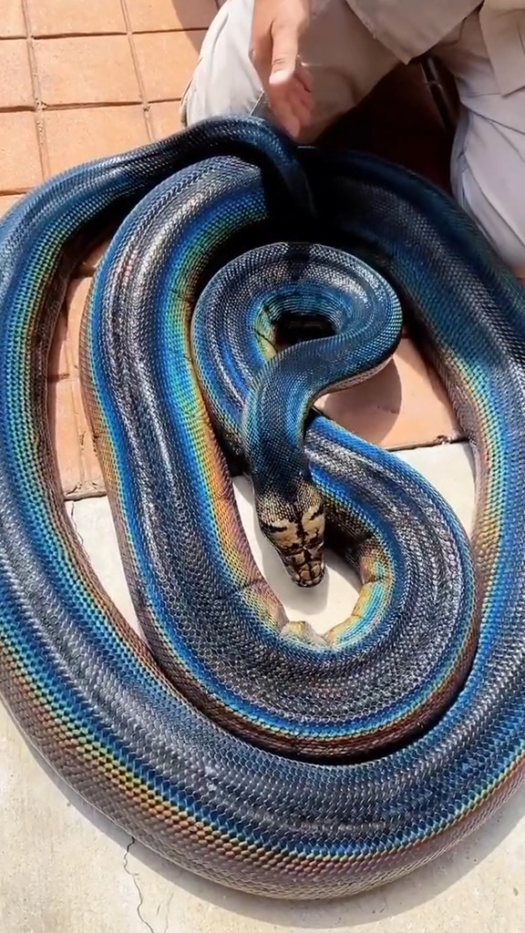 彩虹蛇有认识这彩虹蛇的吗来科普下