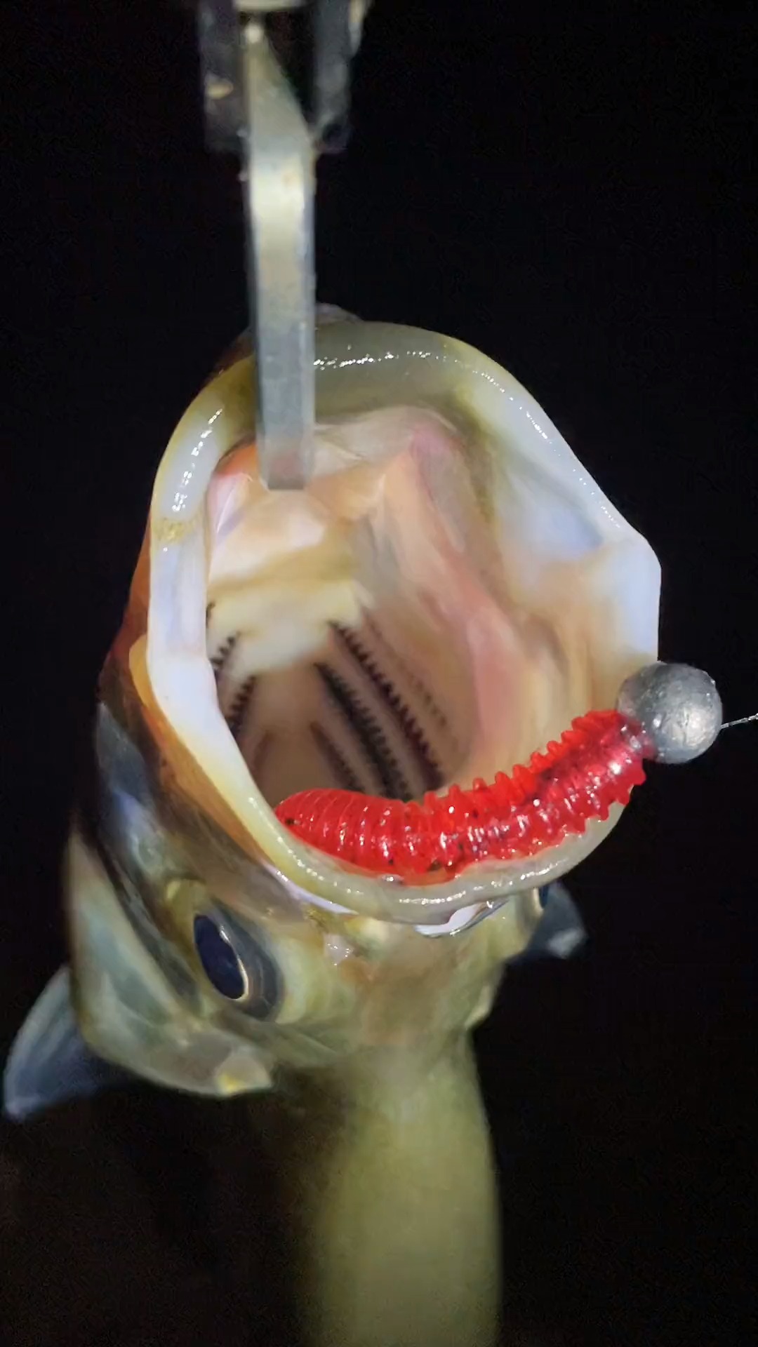 钓鱼#夜钓翘嘴最后还是来了个惊喜#路亚 #翘嘴 #路亚野钓 #钓鱼