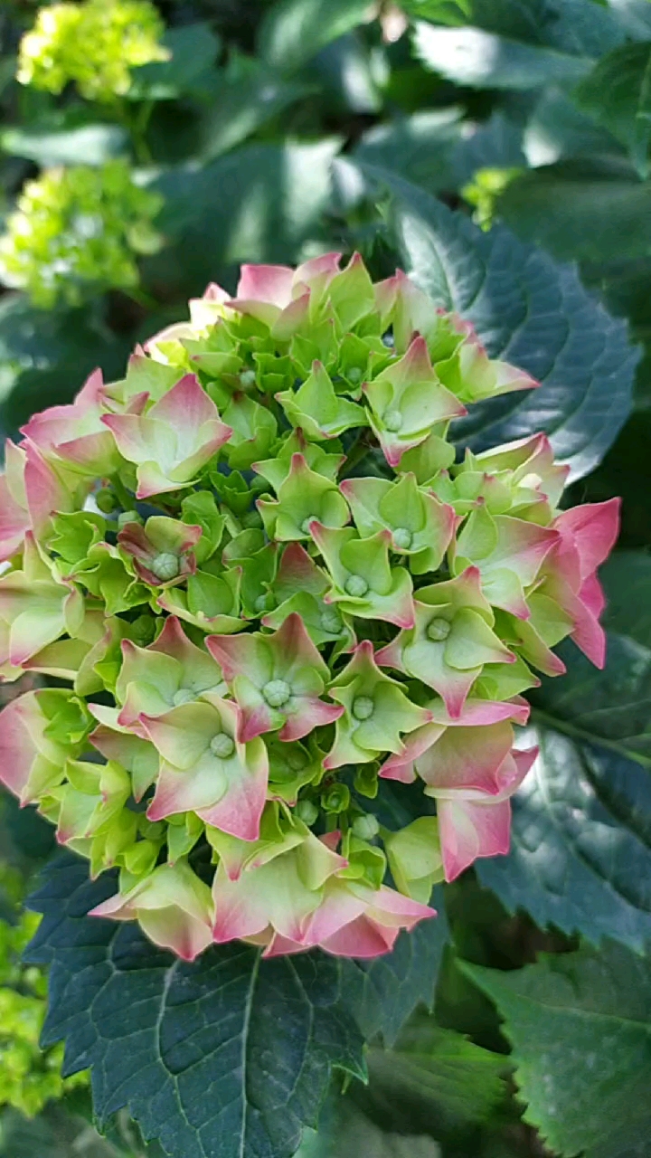 会变色的绣球花