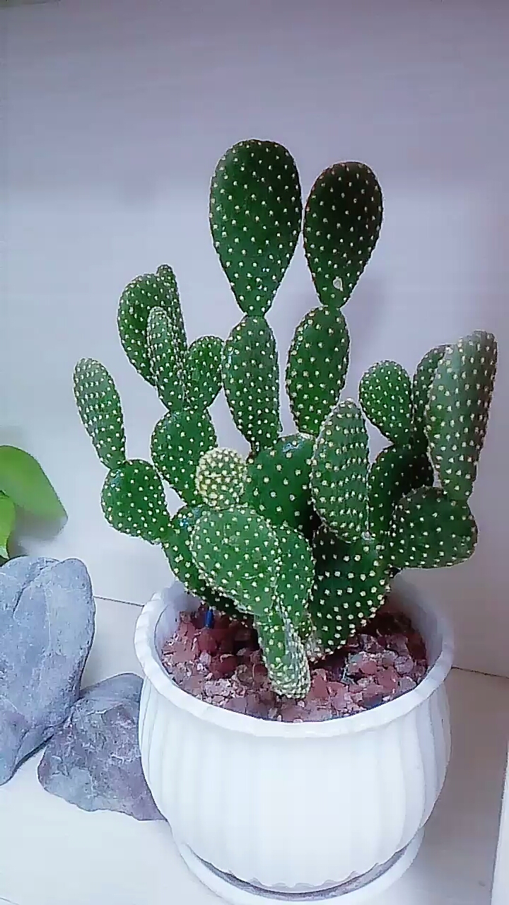 像小熊耳朵的黄毛掌超喜欢