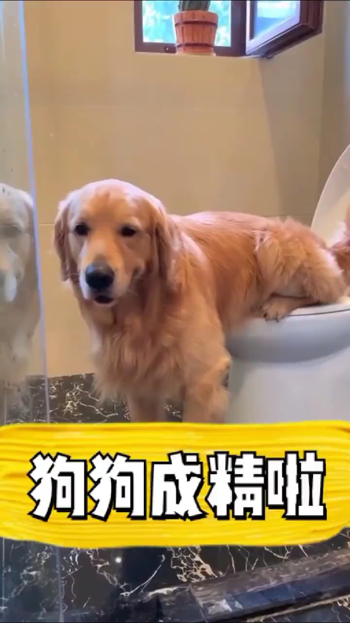 我家萌宠成精了这只狗狗成精了会上马桶上厕所
