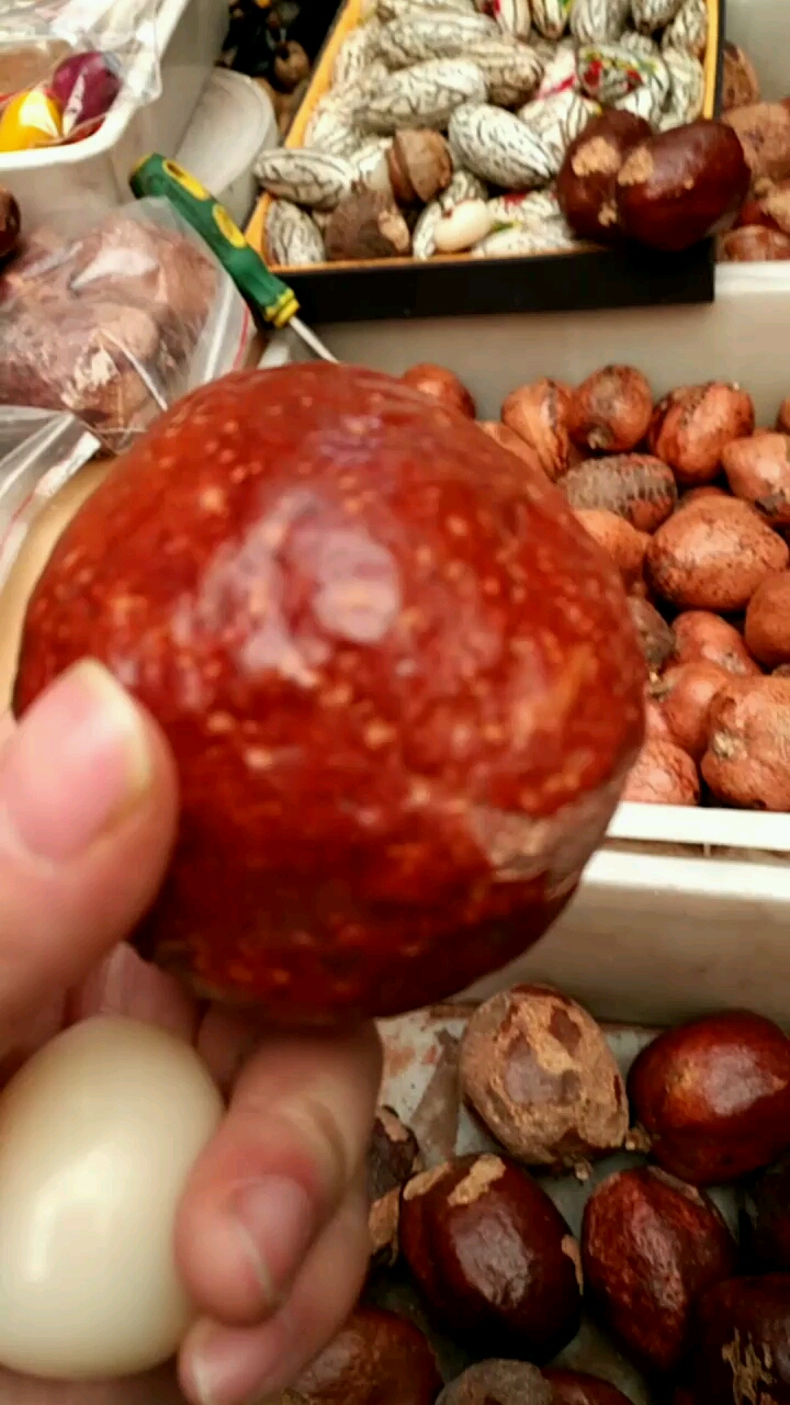 听北京潘家园摆摊的大爷说是佛心果,我可见都没见过,你们见过吗?