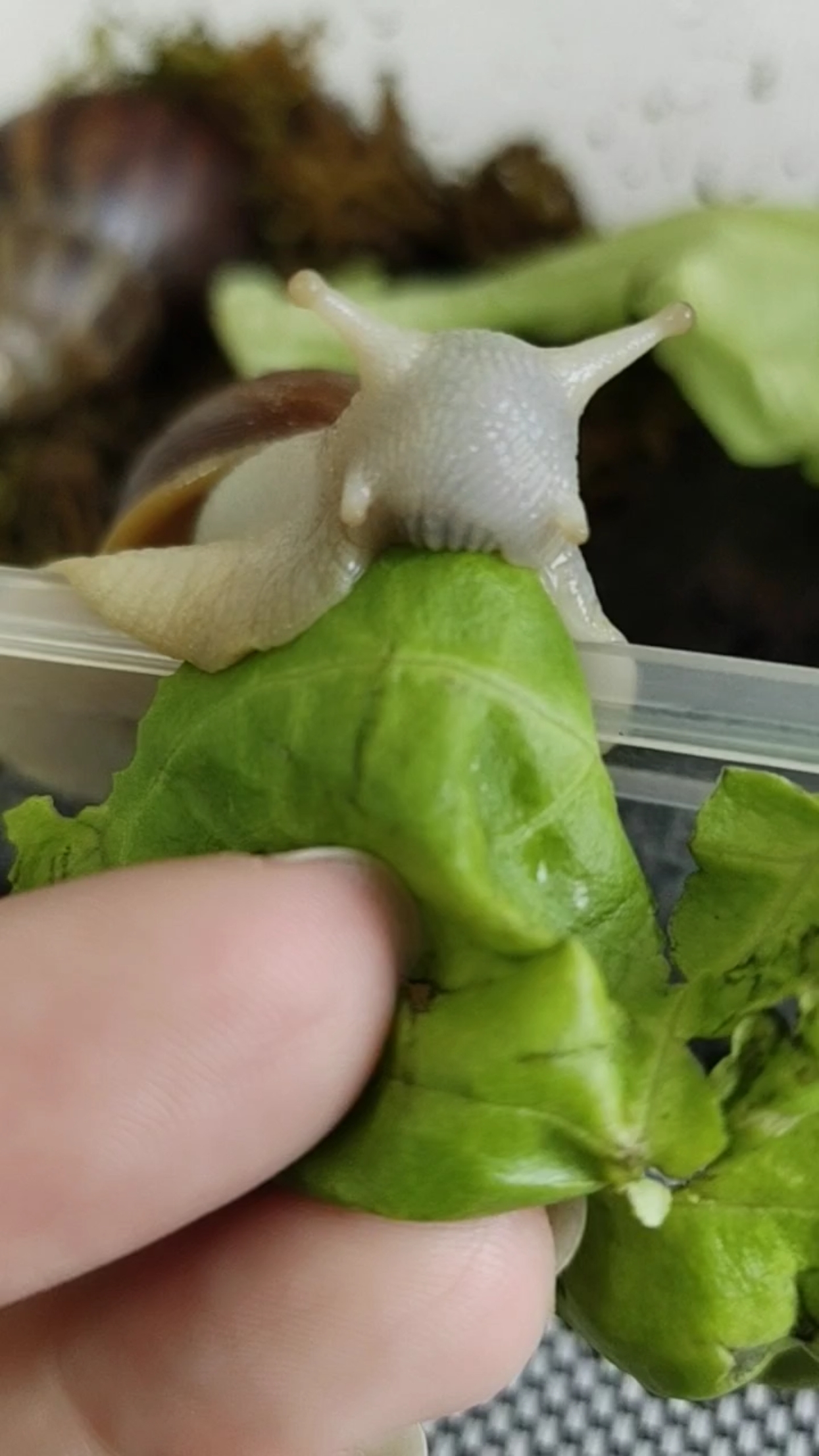 乡村生活#发现一只萌萌哒的蜗牛,在吃菜叶子