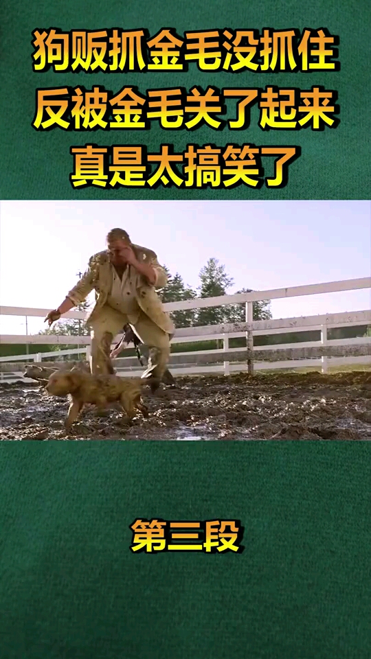 狗贩抓金毛没抓住,却反被金毛关了起来,真是太搞笑了!