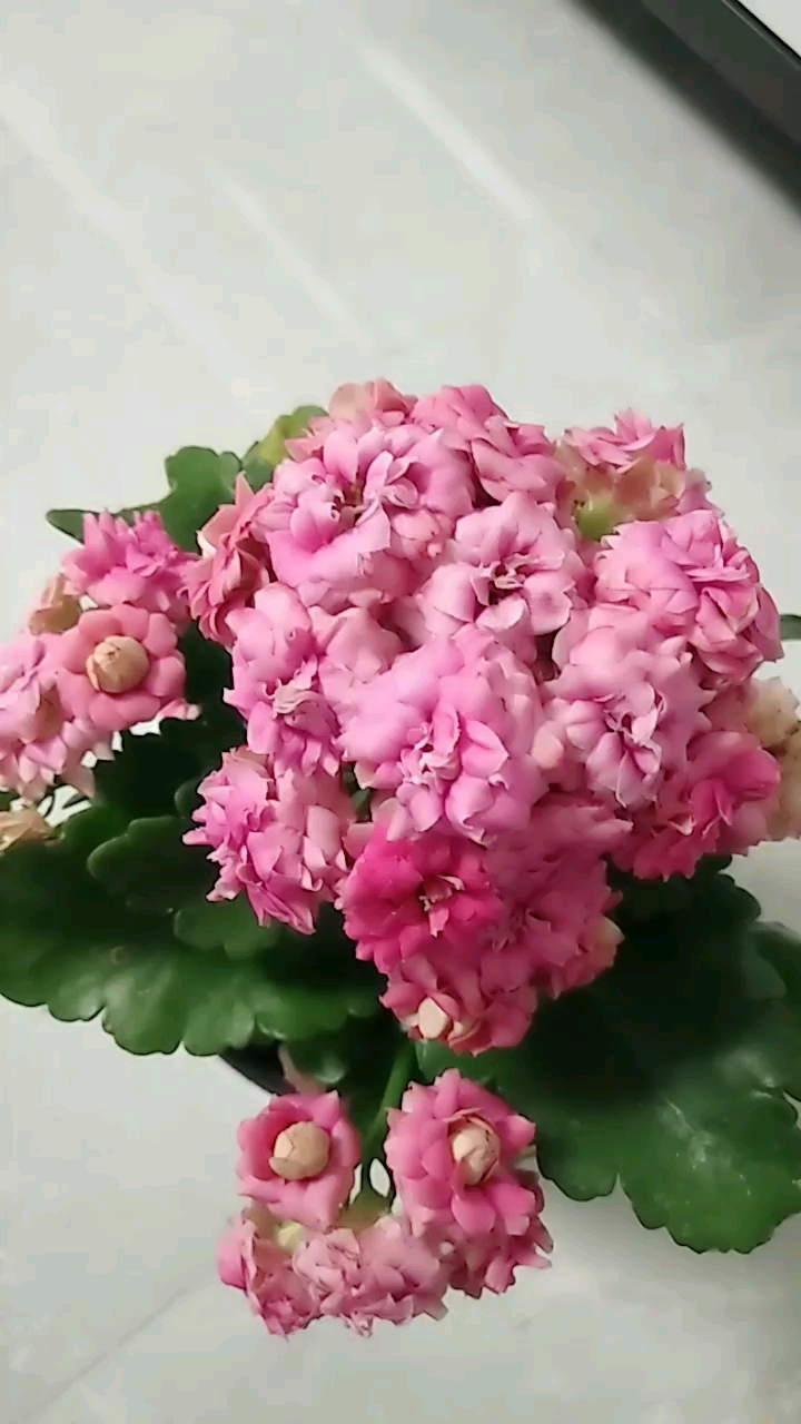 超级漂亮的长寿花,大花朵!