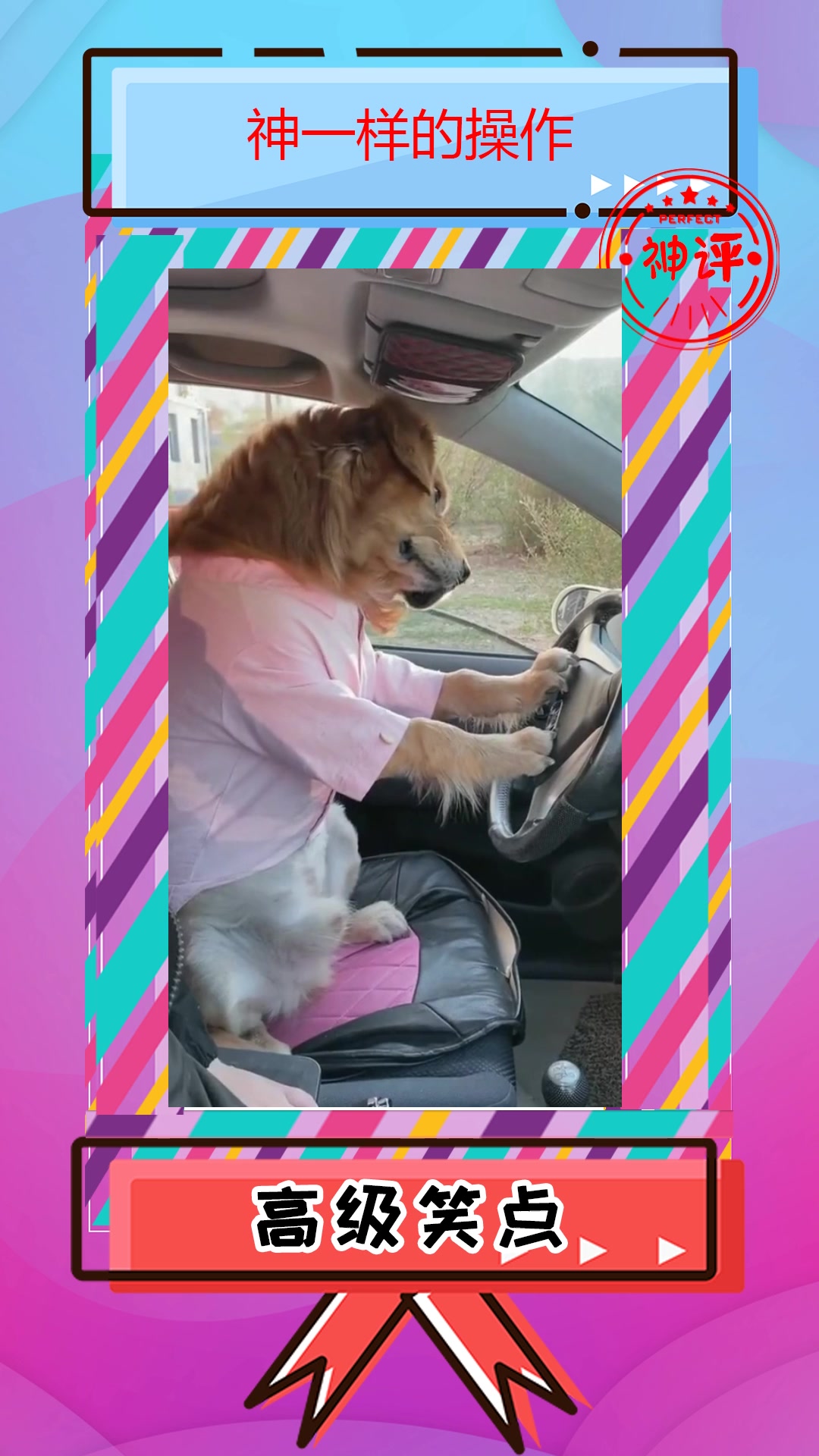 搞笑#狗狗开车,嫌弃不够刺激,这技术不是手动挡发挥不出来!