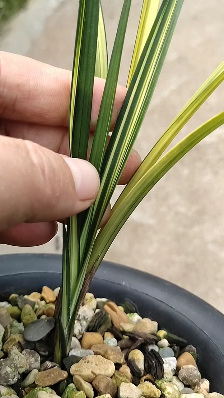 感恩有你#漂亮兰花下山春剑黄中透