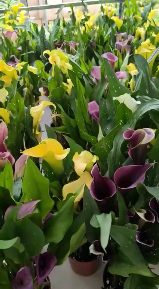 彩马盆栽,非常喜欢这个花,每年都开哦