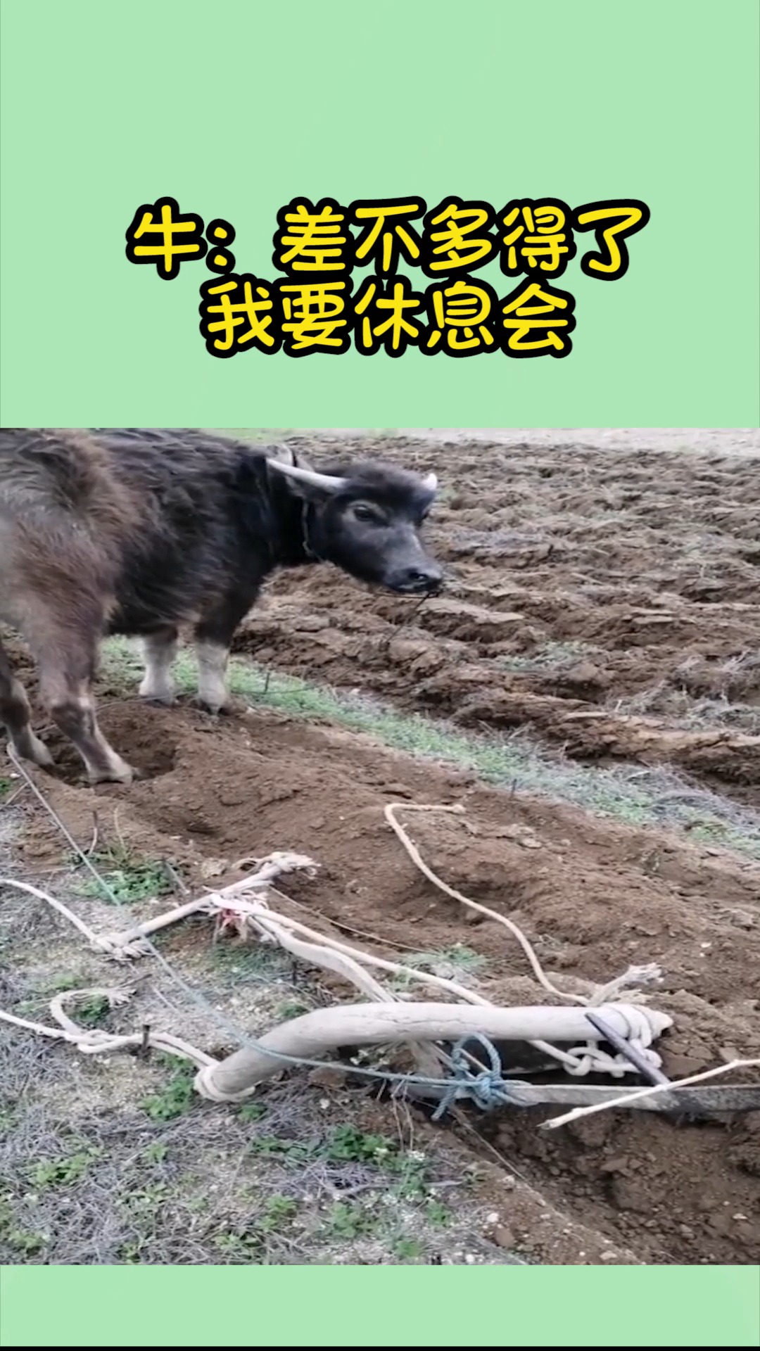 我要上热门#当它回头看到我时我知道它也累了,牛:差不多得了,休息会