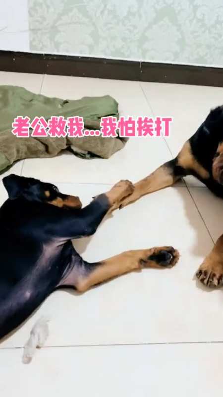 一坨夹在媳妇和母老虎中间左右为难,哪边都惹不起啊