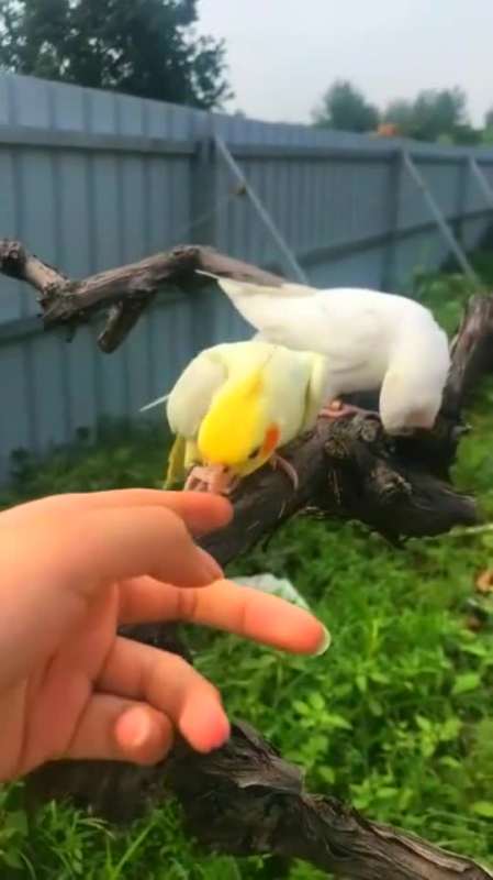 伸手去抚摸玄凤鹦鹉,它竟是这样的反应,看起来满凶的