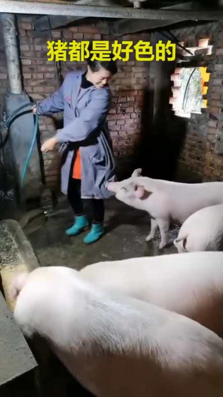 喂猪铲猪屎的我,在猪圈有忙不完的活-度小视