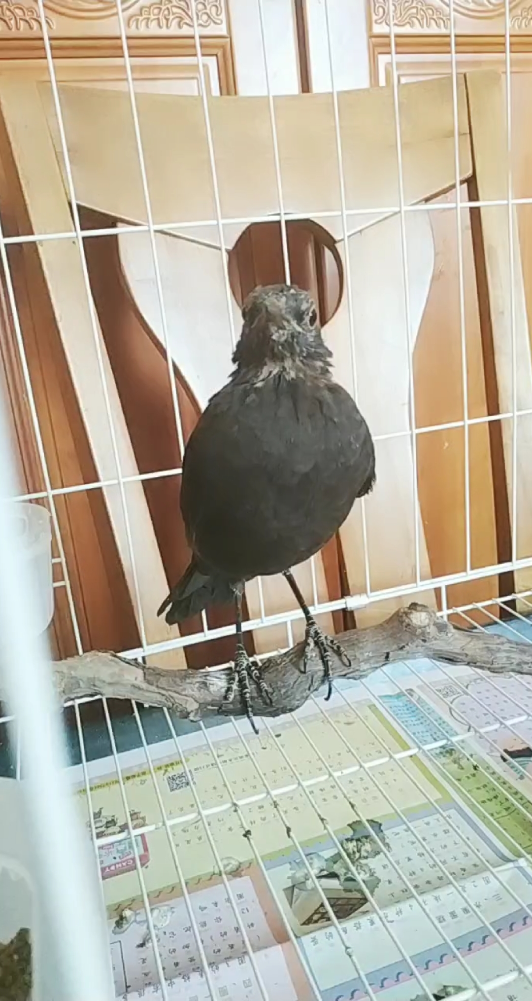 乌鸫压口#尾巴翘说明对声音有反应