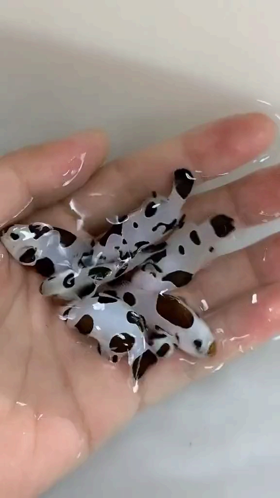 熊猫小丑鱼好漂亮