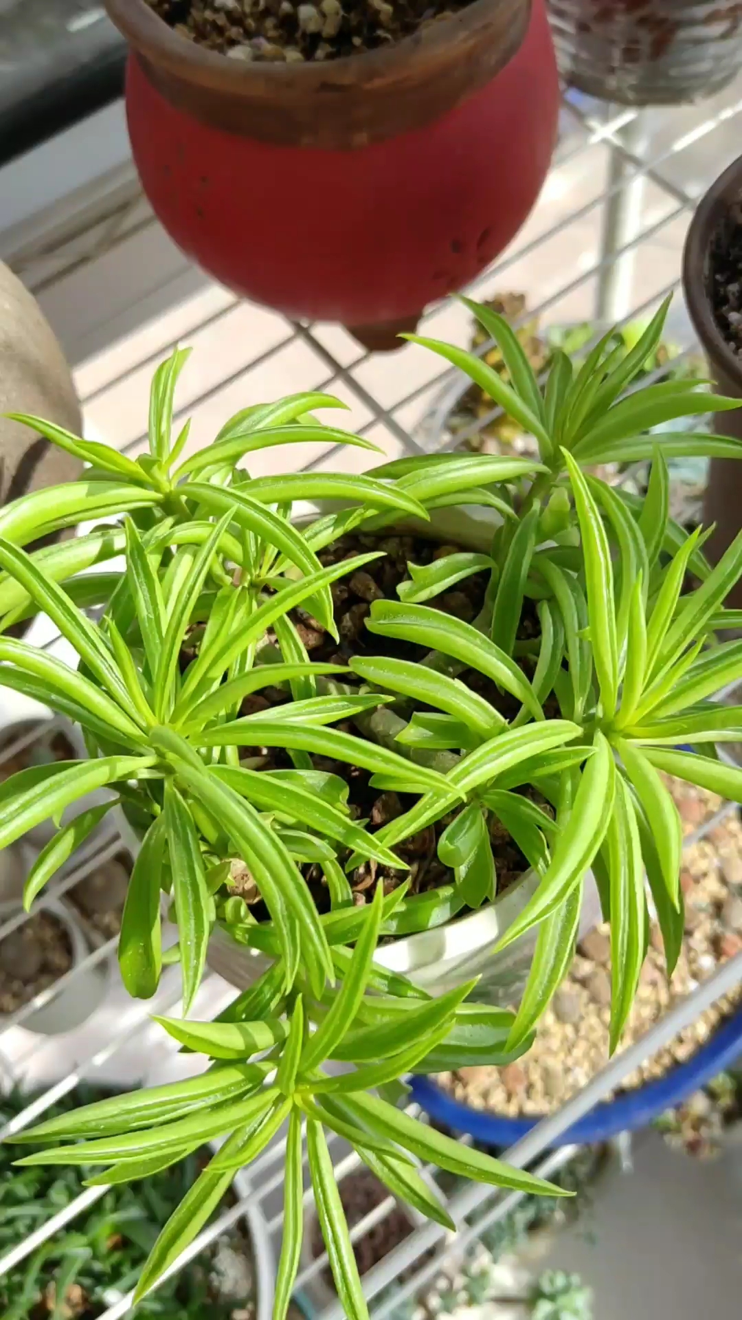 绿色的柳叶椒草也很美