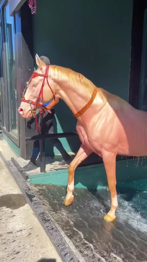 又给他洗澡了#汗血马粉泡#野马一队