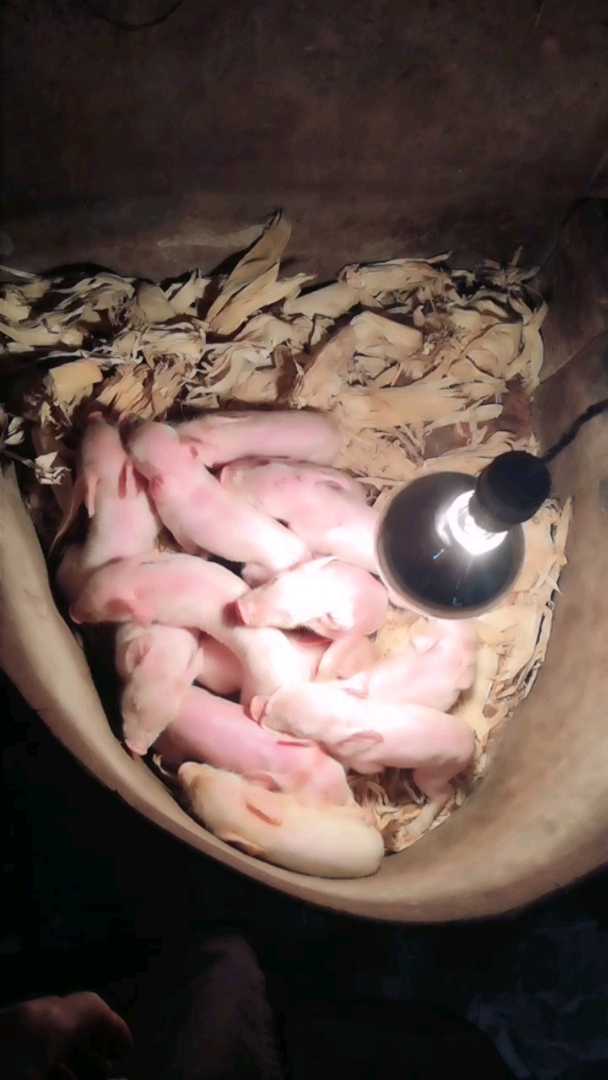 今天下午刚生的小猪宝宝,猪妈妈辛苦了