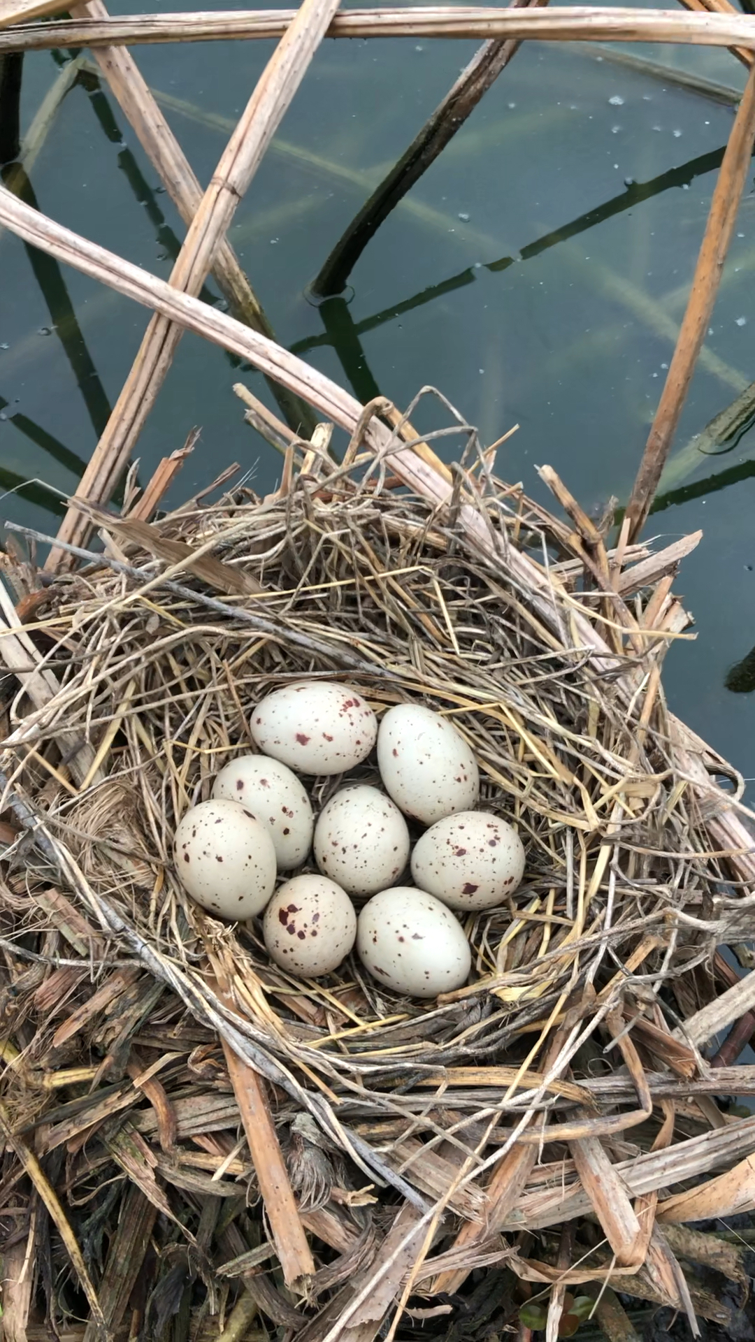 黑水鸡新窝第八颗蛋!持续更新