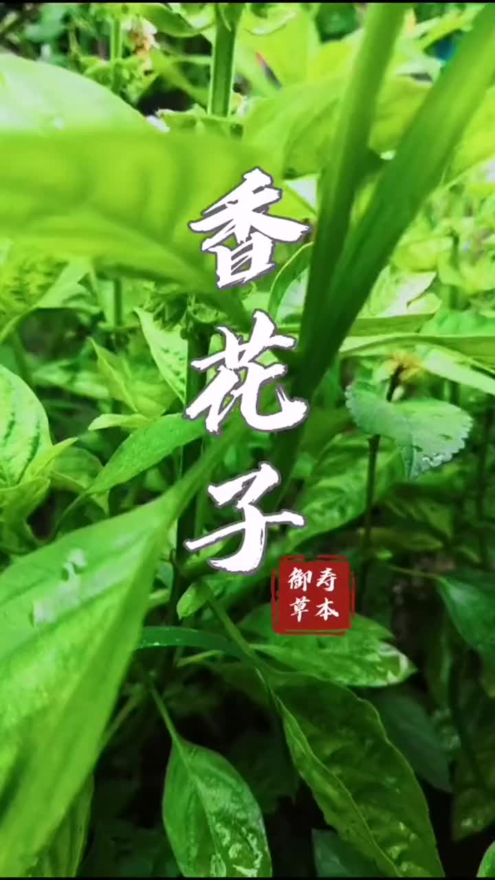 香花子对于夏秋蚊虫,效果非常好,不信你试试!
