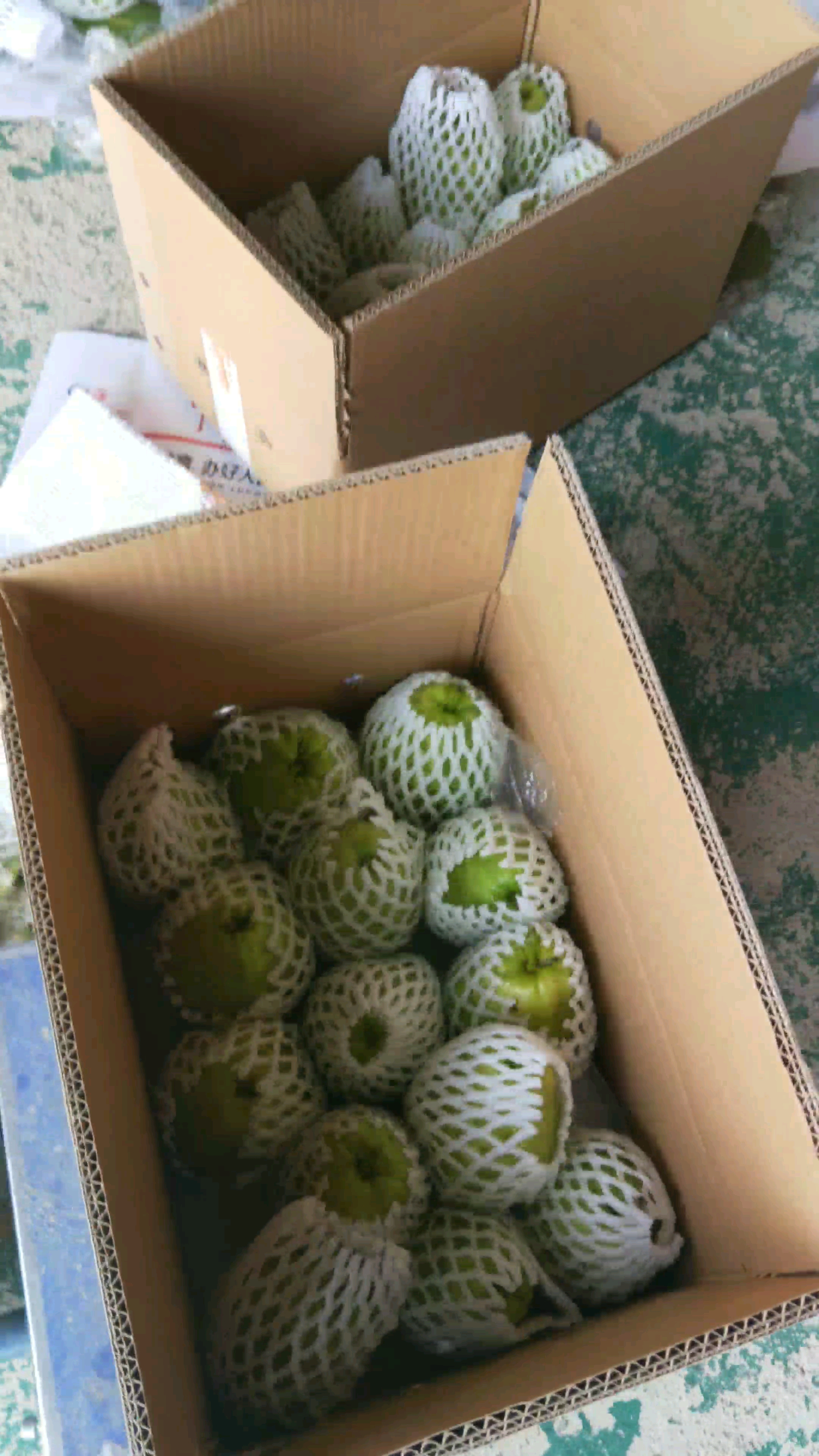 四季梨打包装中,香脆可口玫瑰香味.