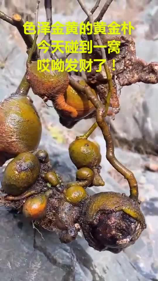 黄金朴树坨坨图片图片