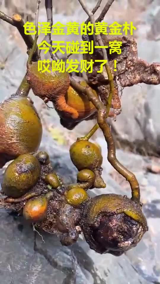 色泽金黄的黄金朴,今天碰到一窝,哎呦发财了
