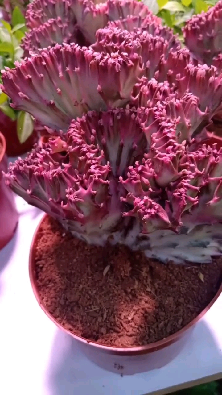 花友们你看这彩麒麟长的咋样,漂亮不