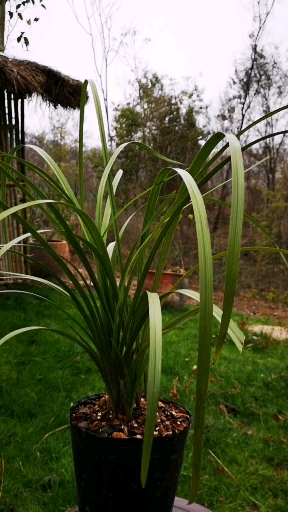 好长的宽叶浓香蕙兰