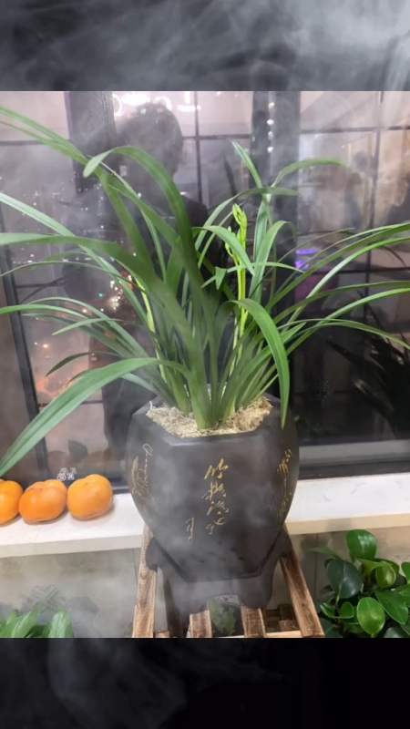 我的兰花怒放了又新发了六苗明年春季可以分享给爱兰之人一花一草一