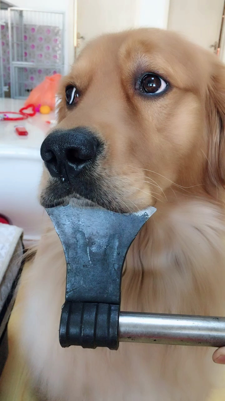 可怜巴巴的小眼神,活着不好么!