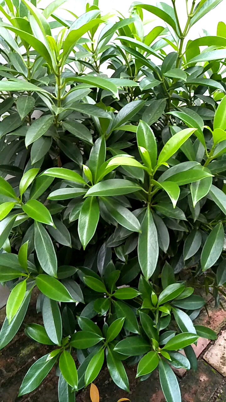 非洲茉莉花色图片