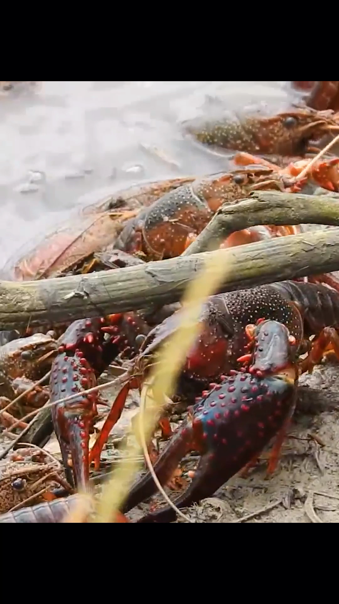 实拍歪果的小龙虾又泛滥了,,,没人吃,替他们着急上