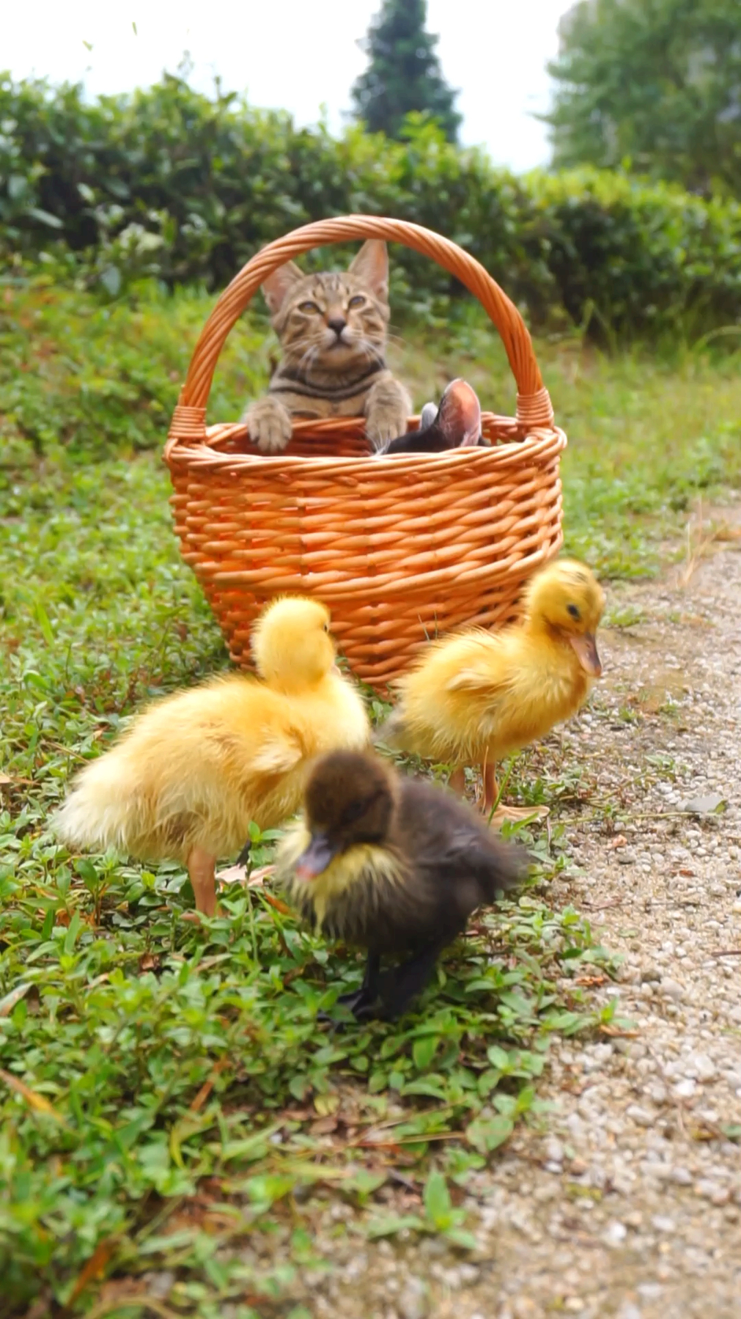 鸭鸭:主银去哪儿我们都要跟着,怕大鸭鸭欺负我们