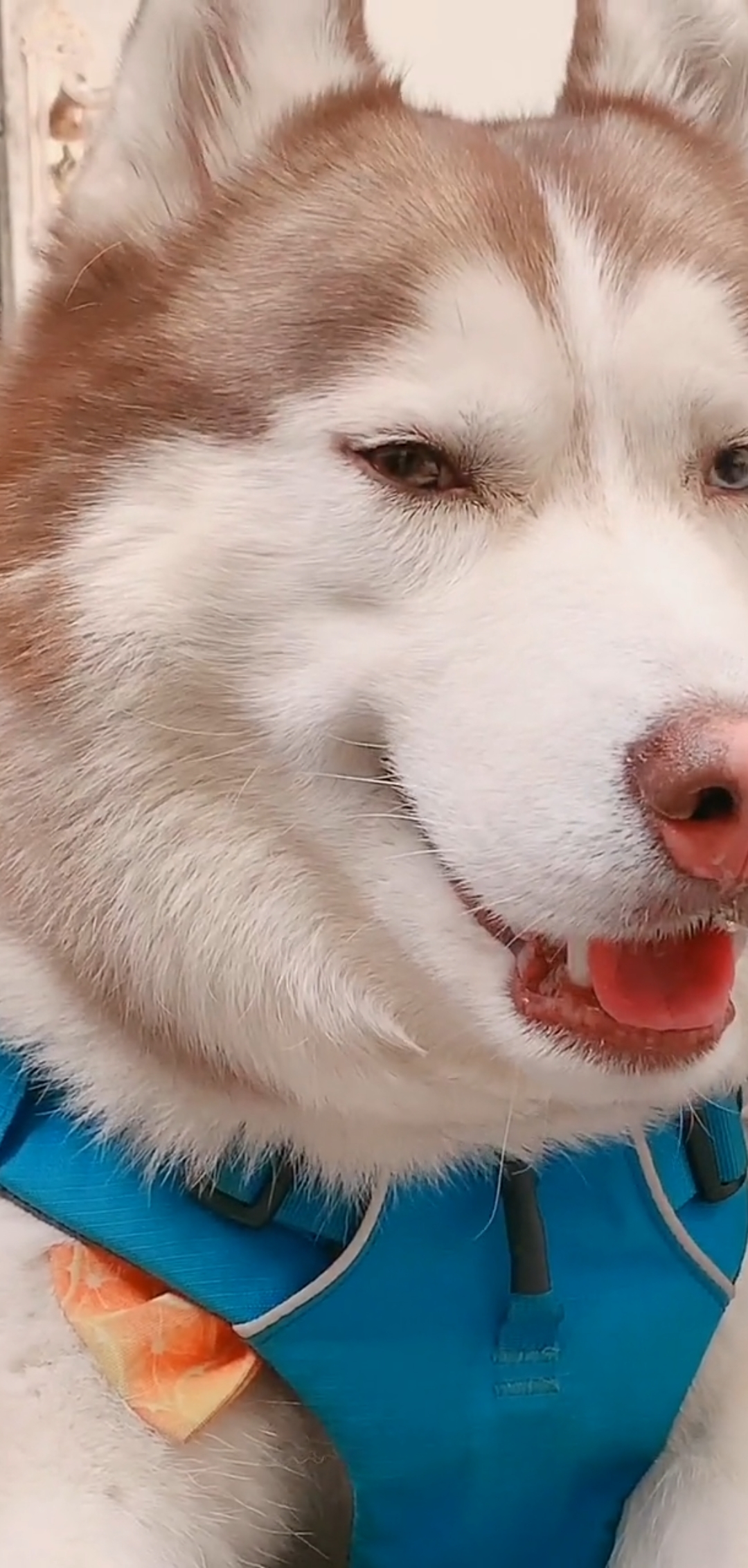 哈宝宝笑的有点牵强