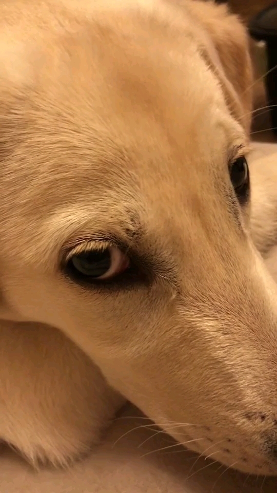 狗狗还有双眼皮?