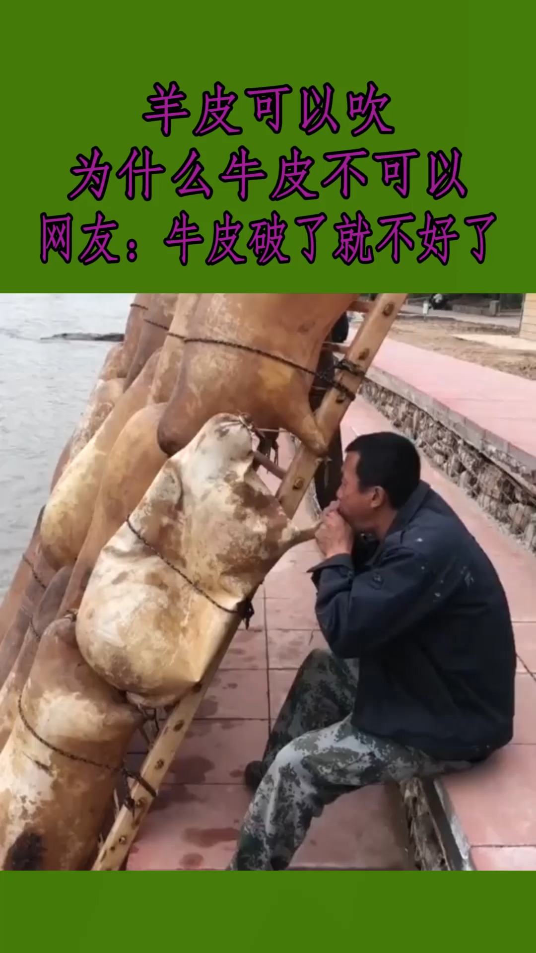 我要上热门#羊皮可以吹,为什么牛皮不可以,网友:牛皮破了就不好了