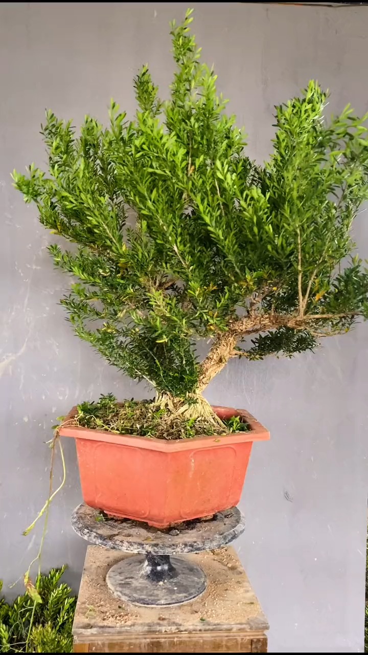 黄杨盆景的侧枝如何做成大飘枝?看详细的讲解操作过程!-度小视